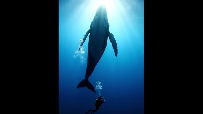 sm游戏 - 深蓝星球：探索海洋深处的未知世界